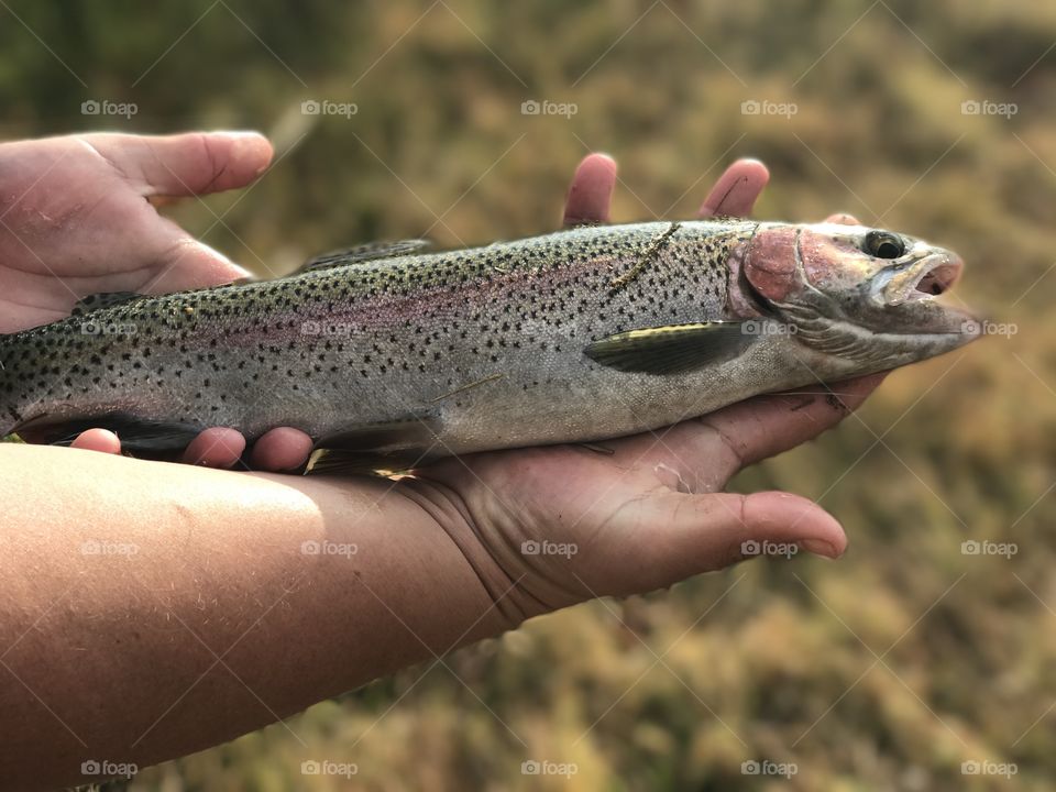 Trout fishing 