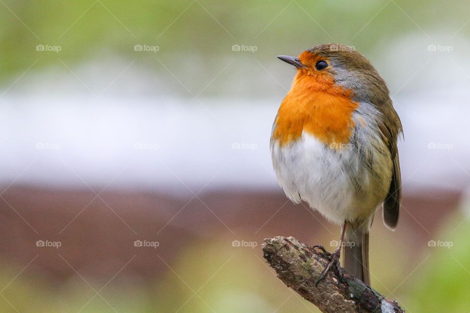 Robin close-up portrait in the forest