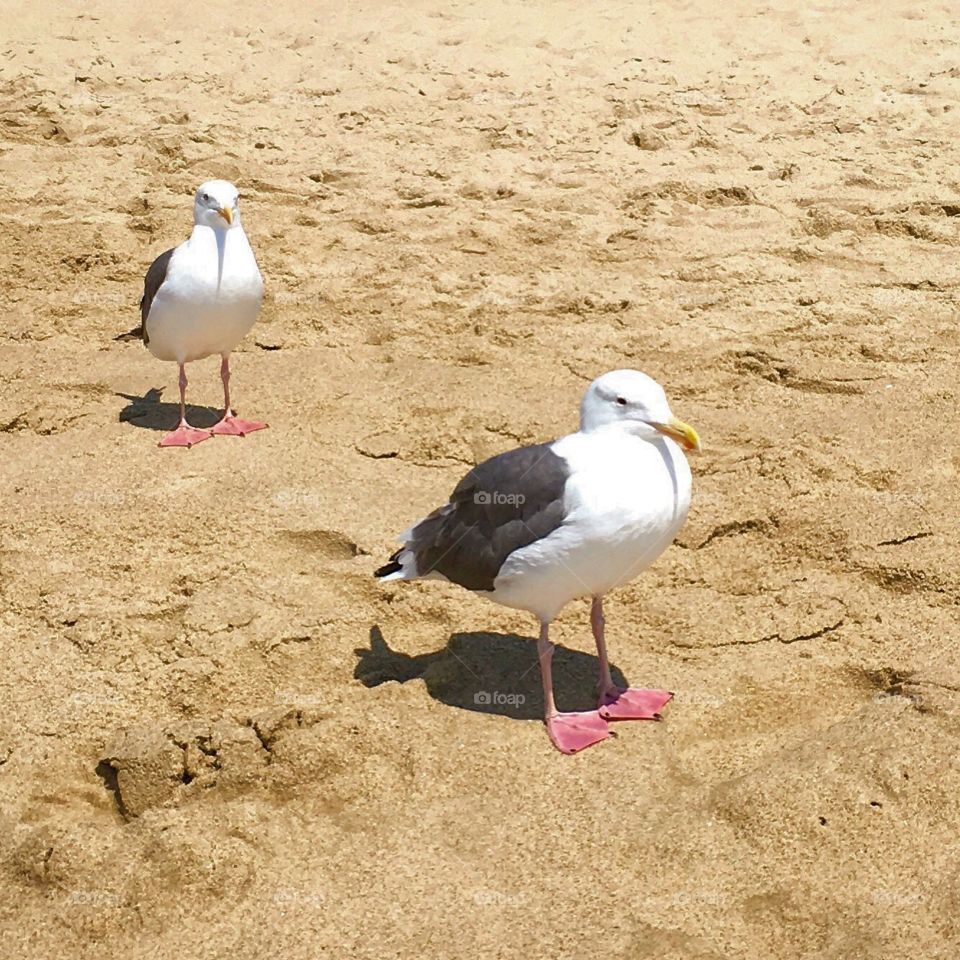 Seagulls on the Beach 