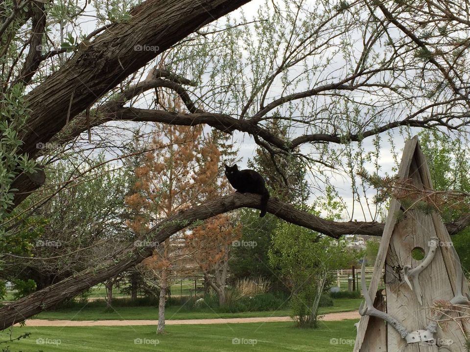Black Cat on Tree. Our cat, Jade, posing in a tree