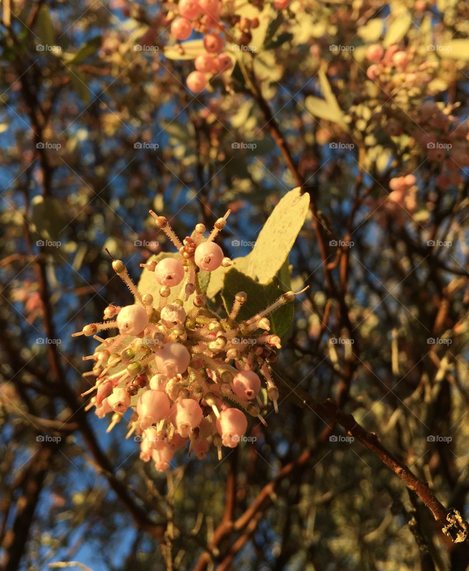 Flowers on a tree