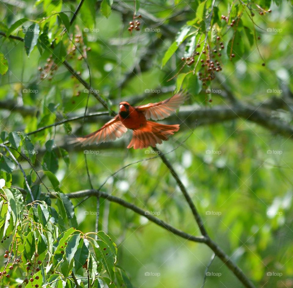 Male Cardinal in Flight