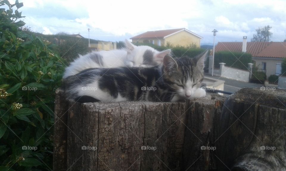 Two kitten sleeping on a stump