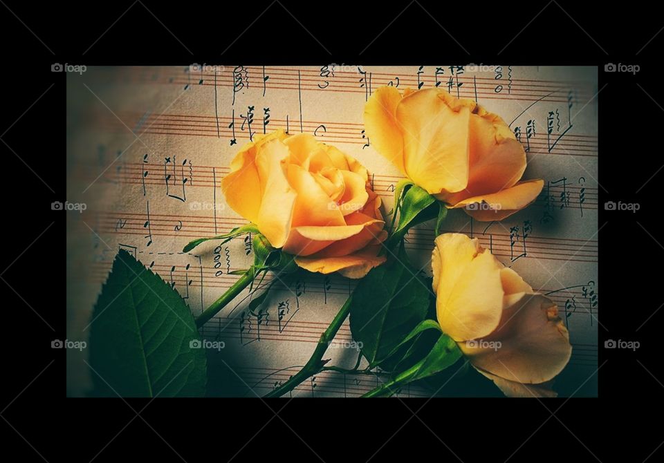 In this photo I captured three beautiful yellow roses, the power of three