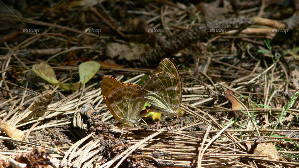Zwei sich Paarende Schmetterlinge