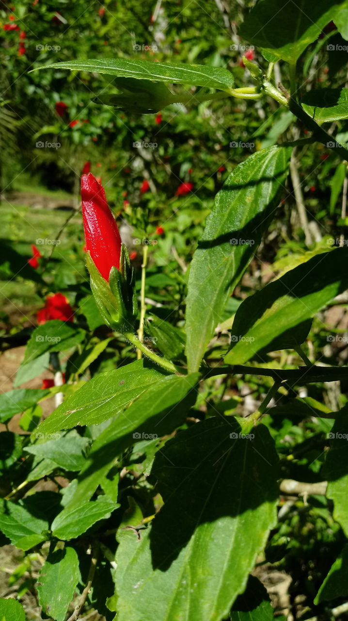 UMWELT LANDSCHAFT BLUMEN BUSCH