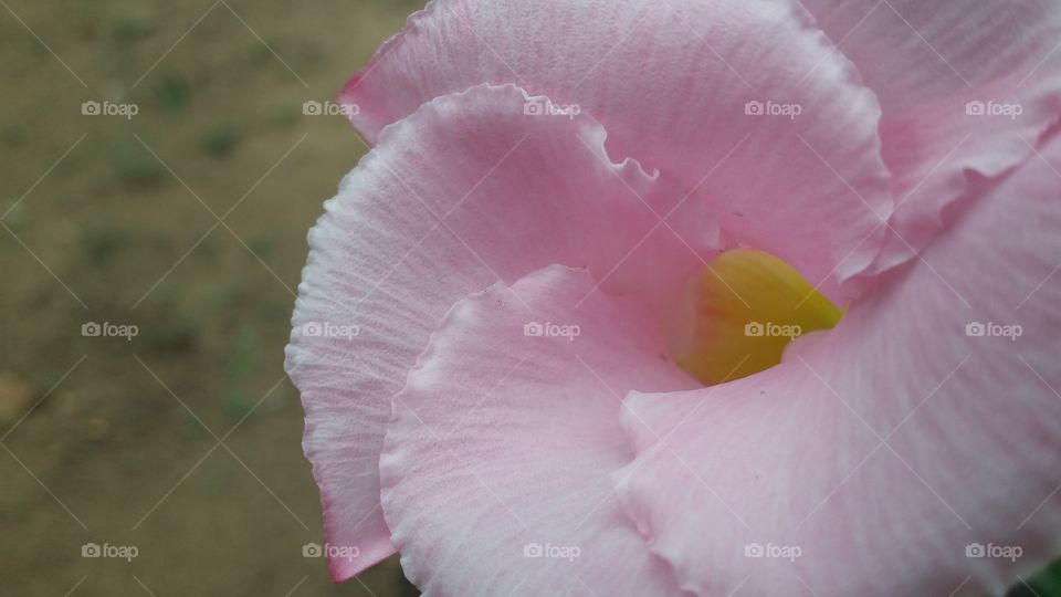 Beautiful flower close-up image