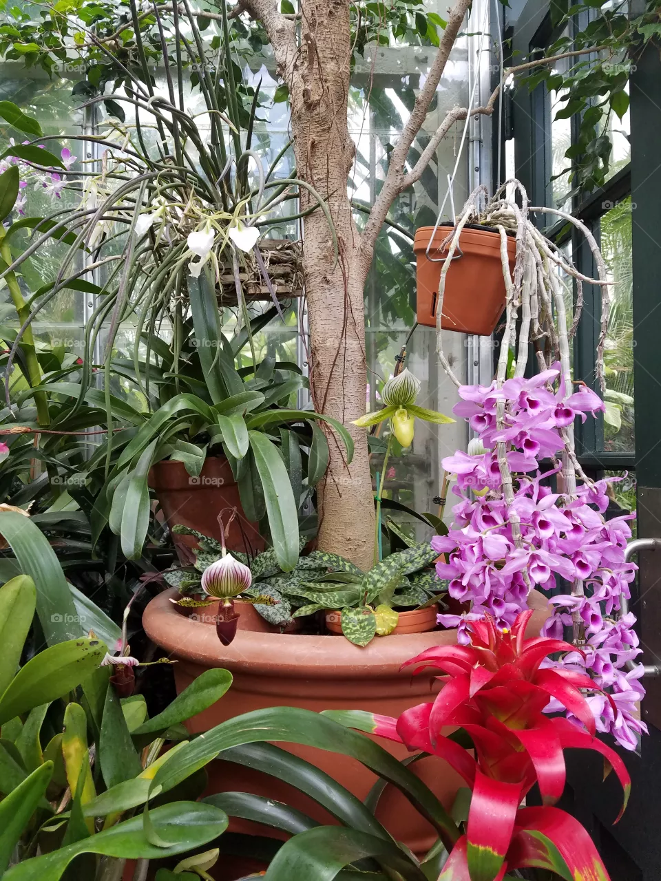 Greenhouse