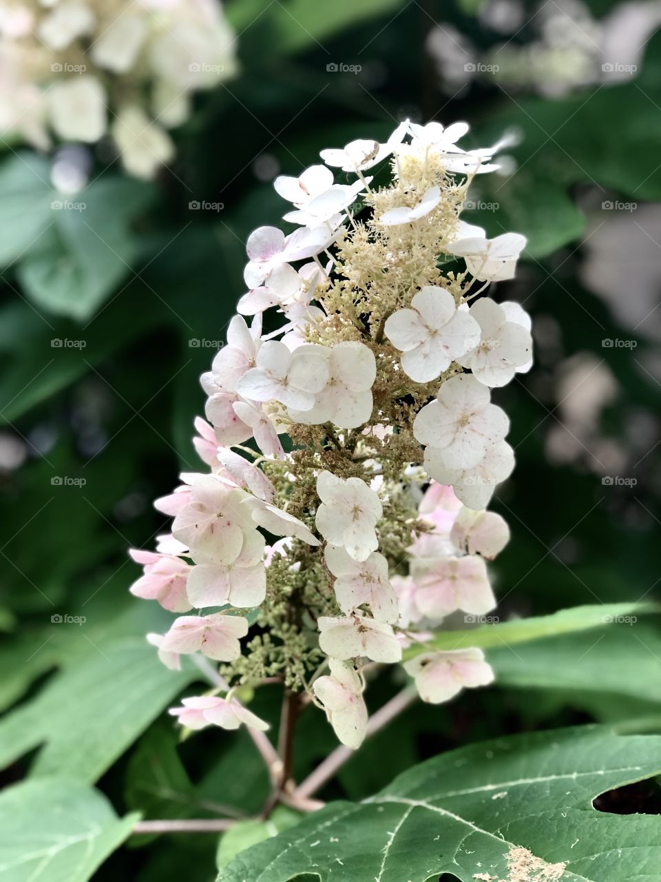 Oak Hydrangea