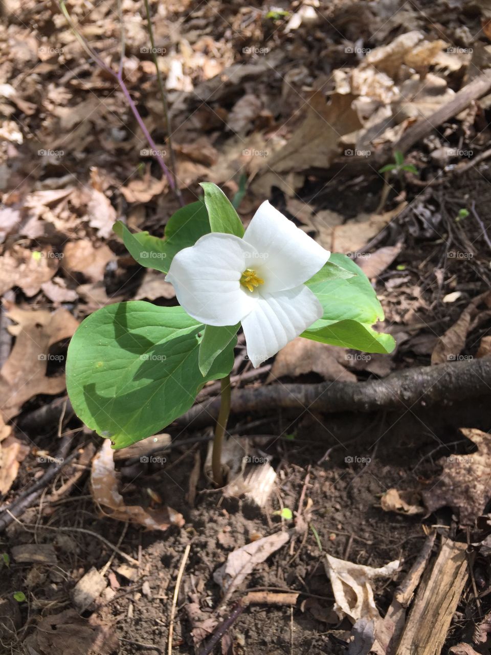 A trillium grows in the city park 🌺