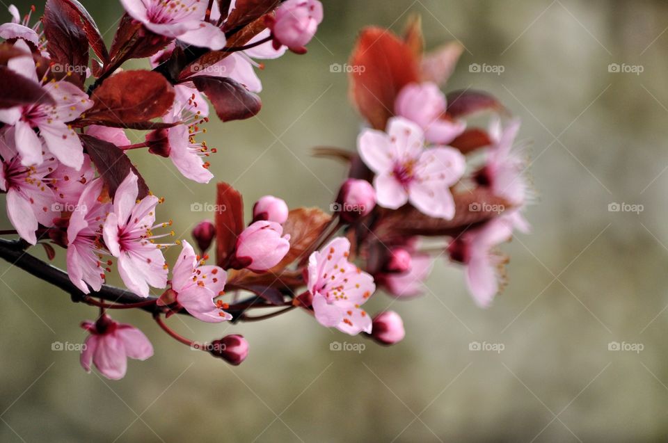 Flower, Nature, Flora, Tree, Branch