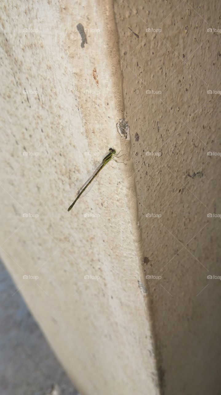 the lovely small DRAGONFLY