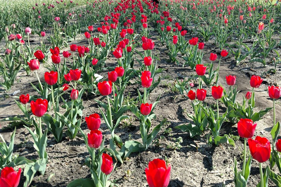 rows of tulips