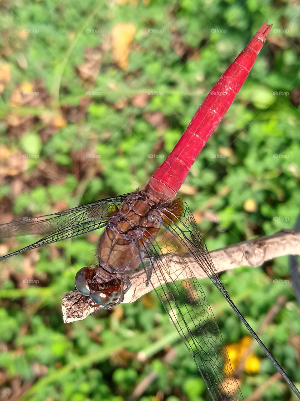 A beautiful red colour dragonfly's tail.