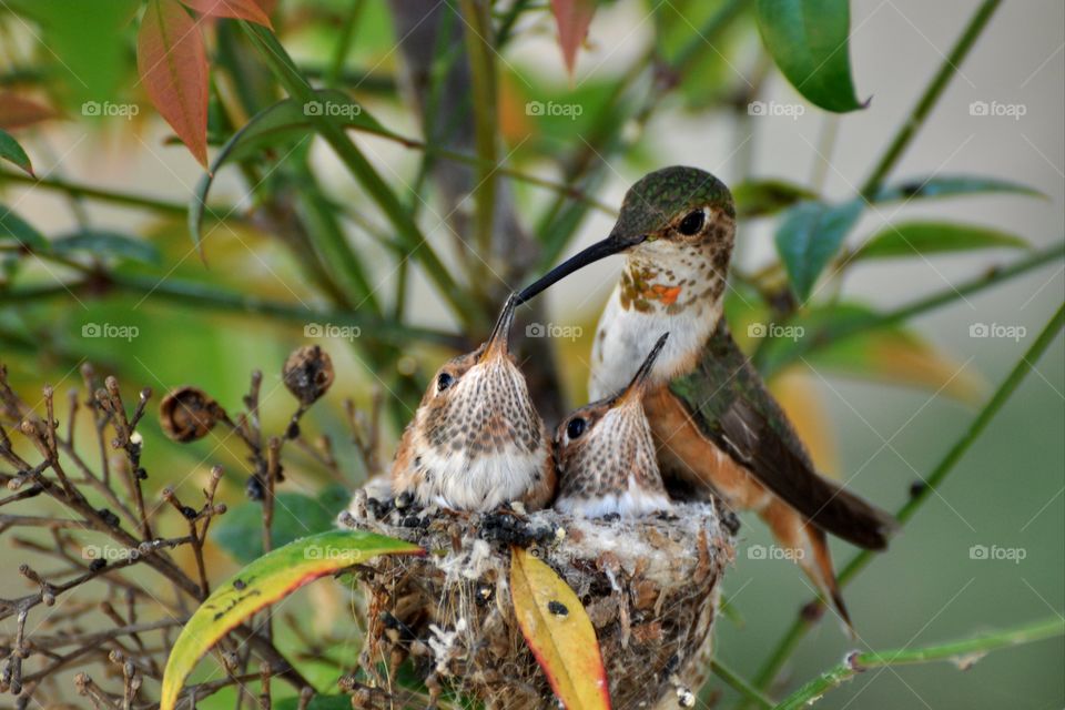 Hummingbird family