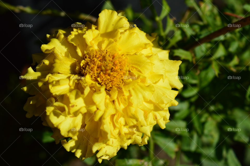 yellow flower in macro