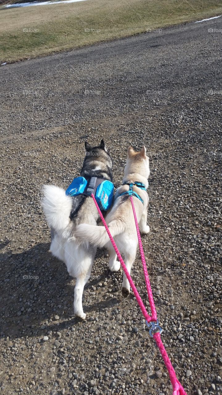 Taking my 2 Siberian Huskies for a walk