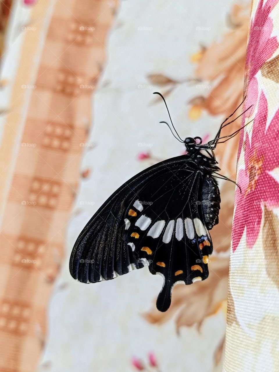 A Common Mormon Butterfly (Papilio Polytes) rest on the curtain.