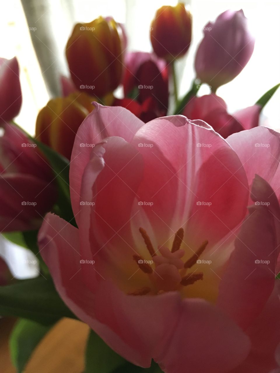 Tulips in bloom 