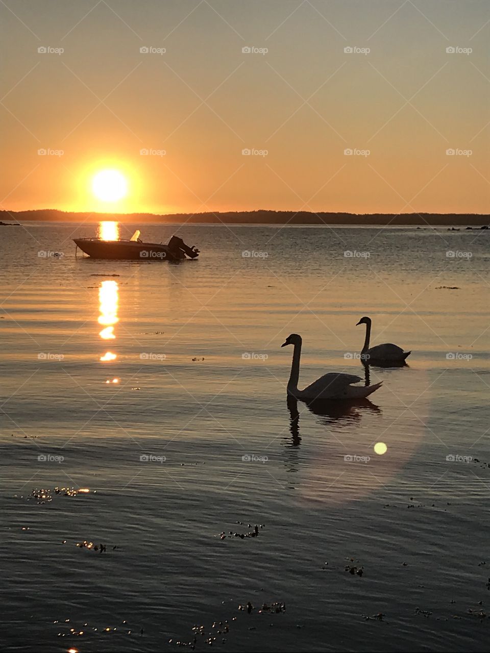 swans at sunset