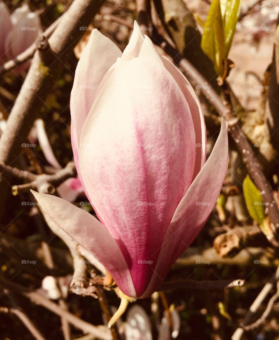 Magnolia  flower