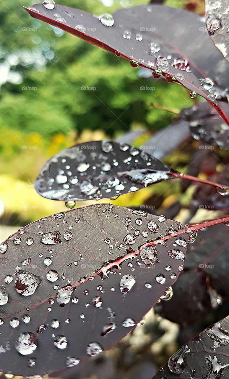 Rain drops on Leaves