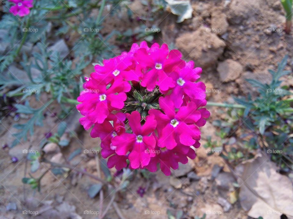 flowers smile in nature