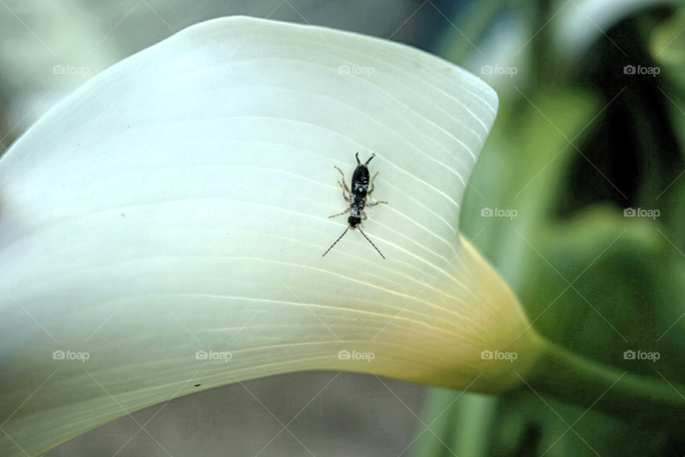 Altar Lily with a living insect