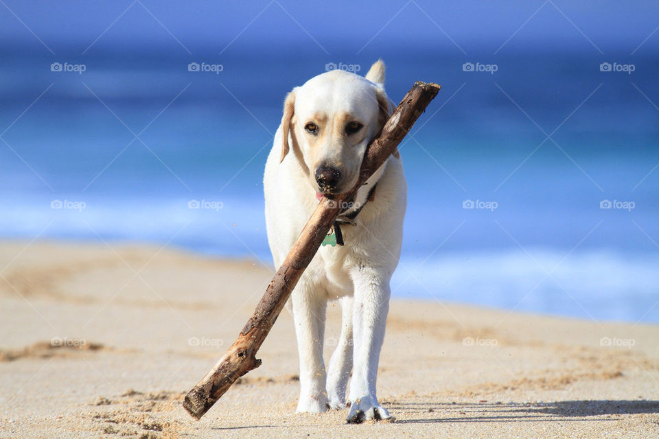 white dog animal mammals by freshphoto