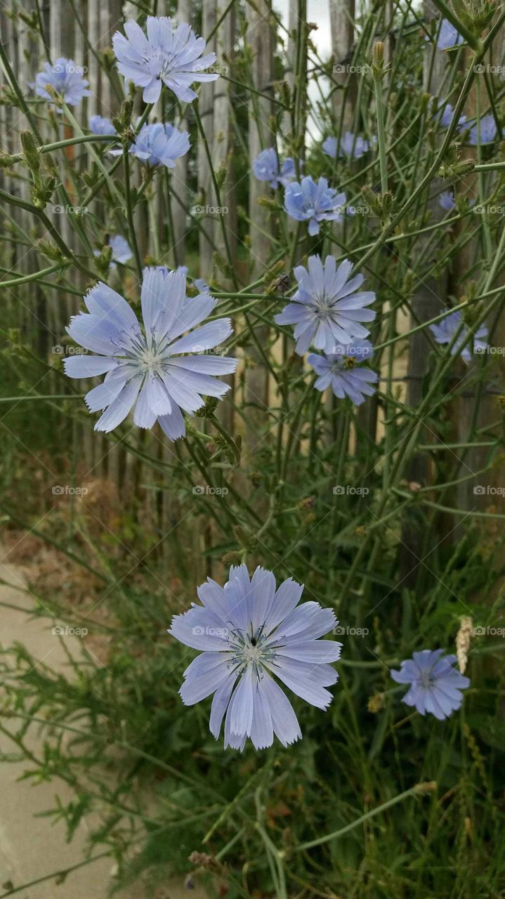 wild blue flowers