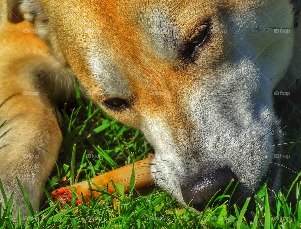 Dog Gnawing On A Bone