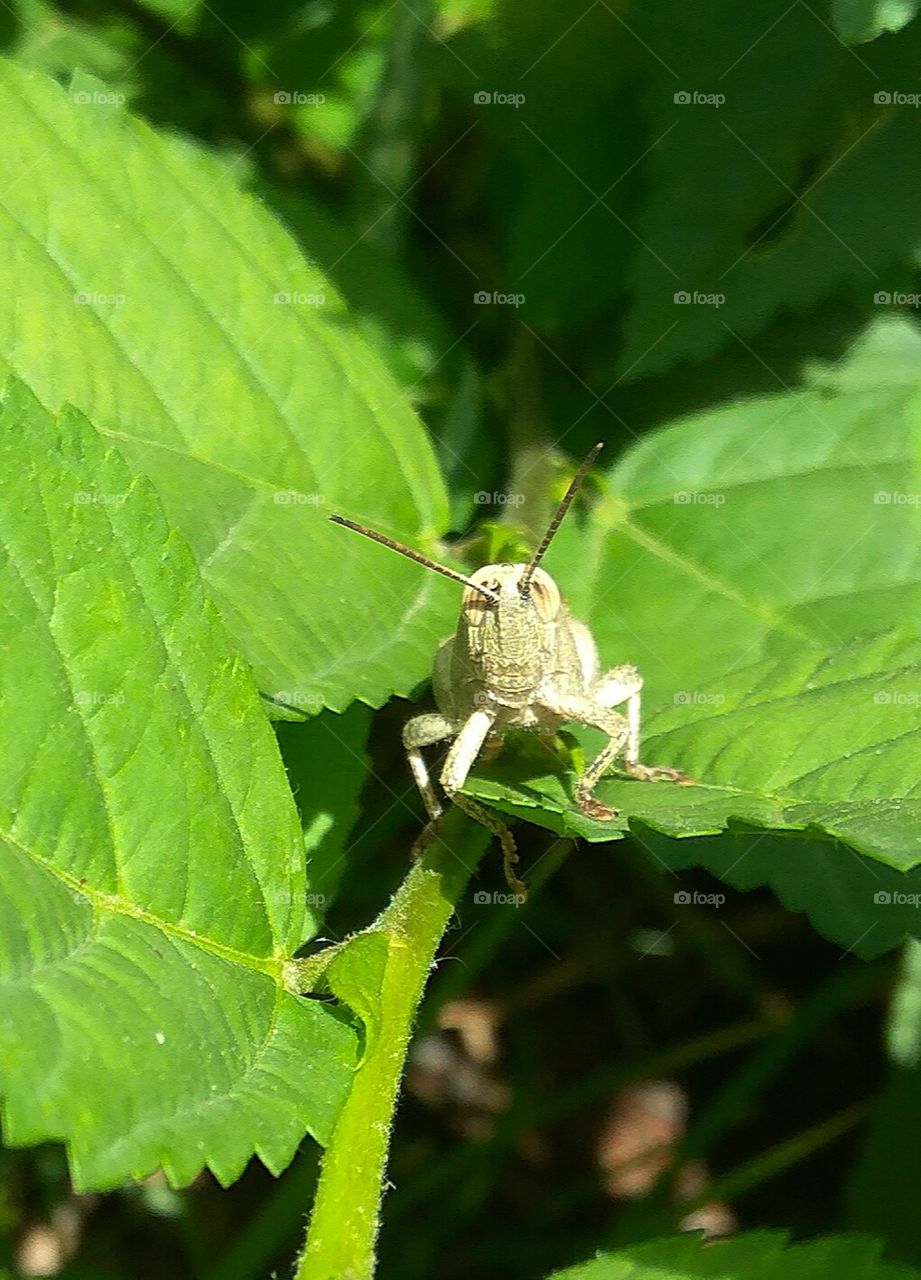 grasshopper in green leaf llooking face