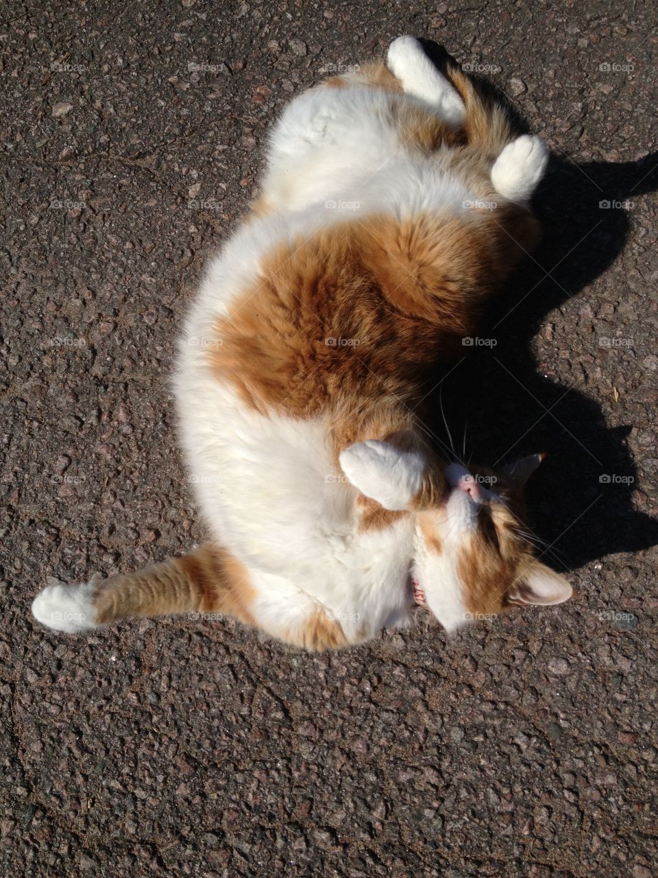 Cat laying on the ground