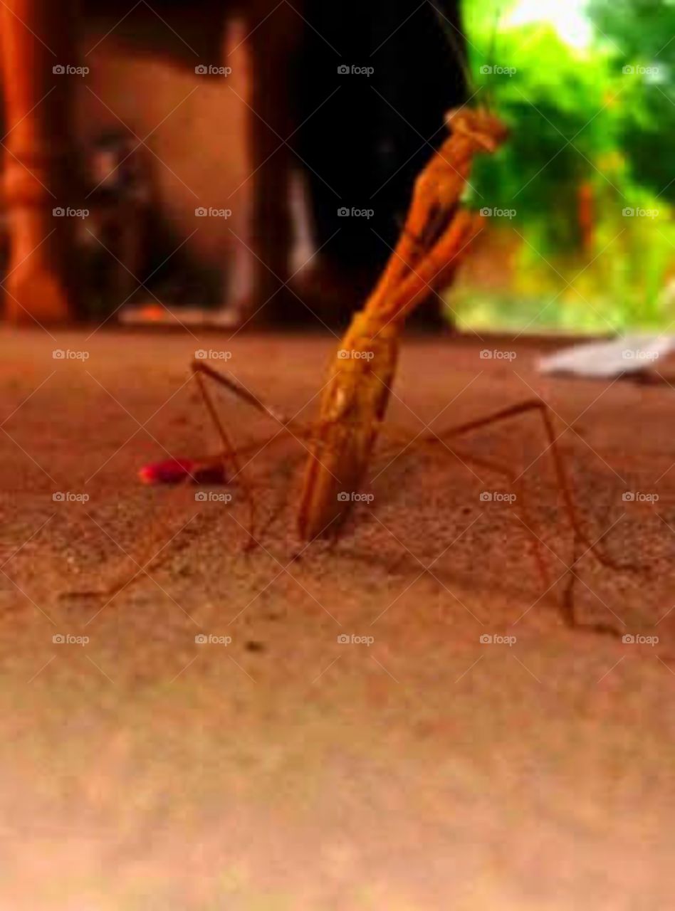 Flying insects with very Cute pose