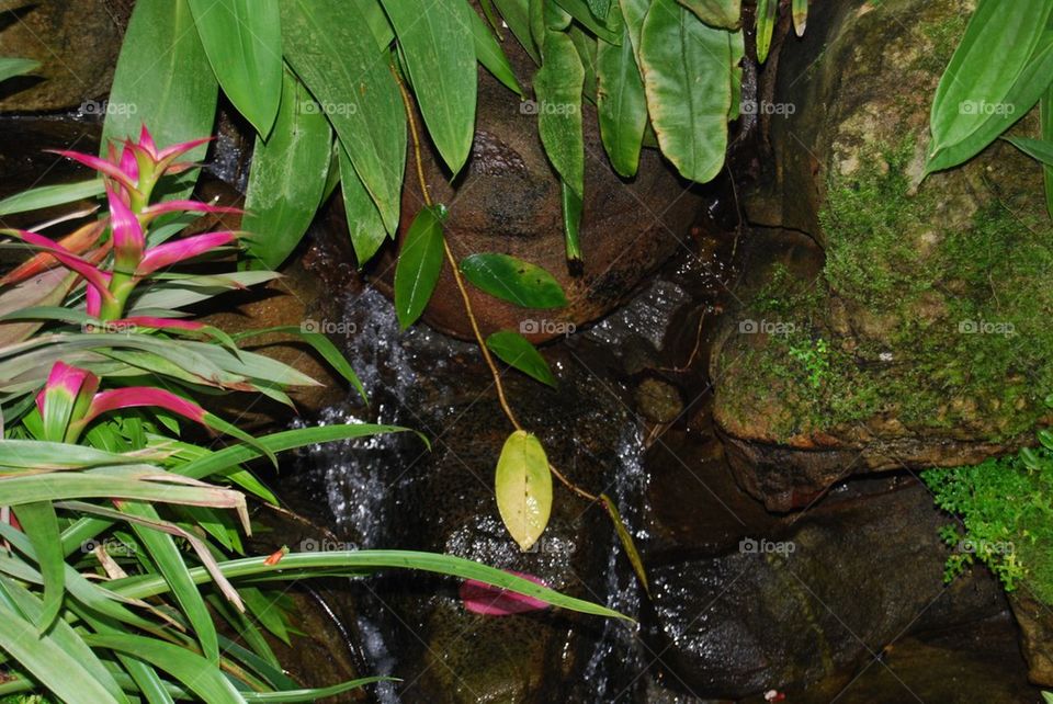 Tropical yellow flower on rock