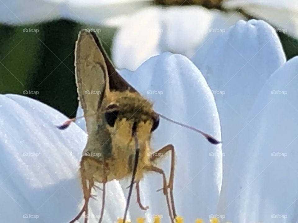 Cute expression butterfly or moth