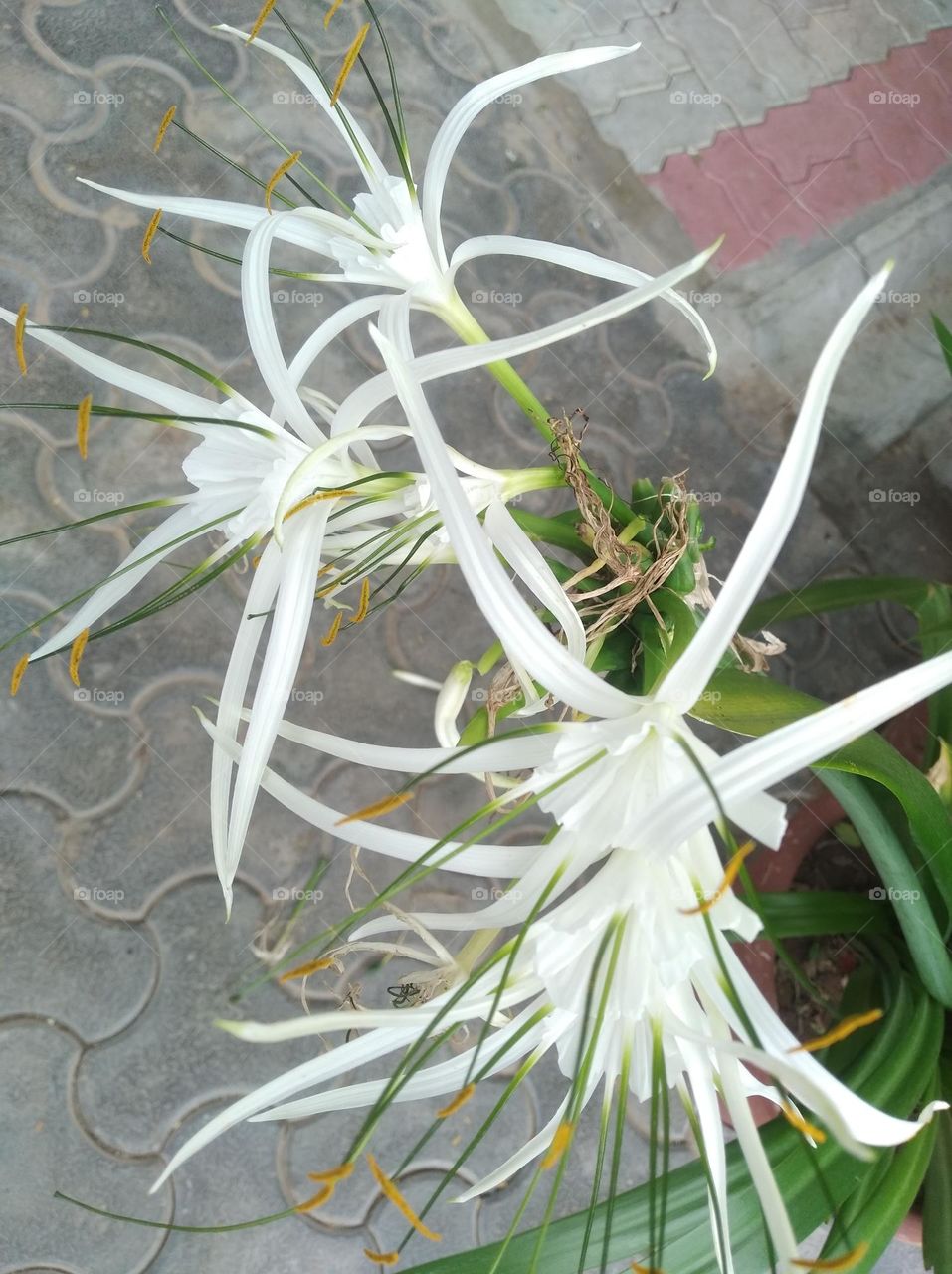 white flower seasonal fresh shurb small size looks very beautiful generally found everywhere seasonal fresh
