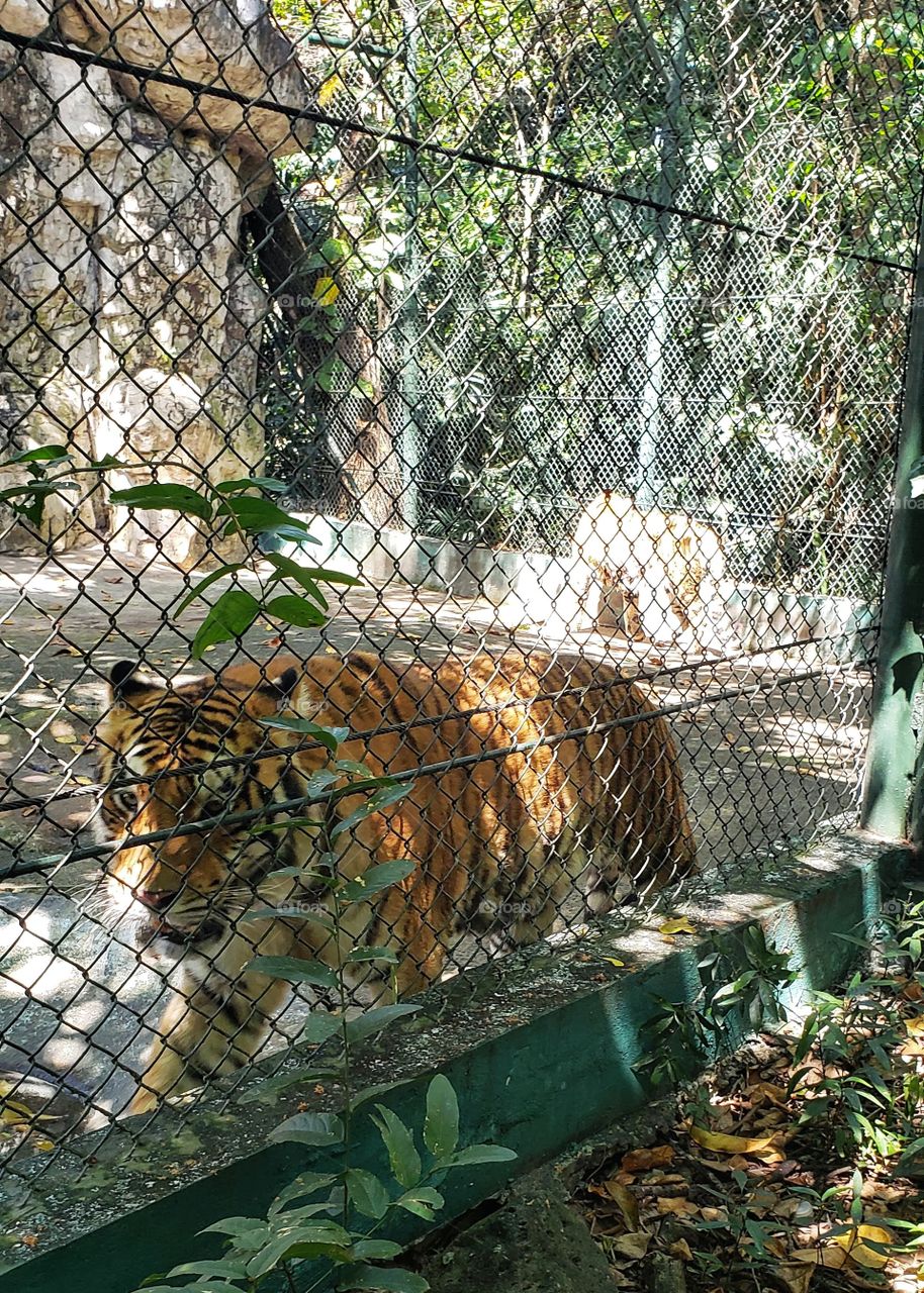tiger in safari trip