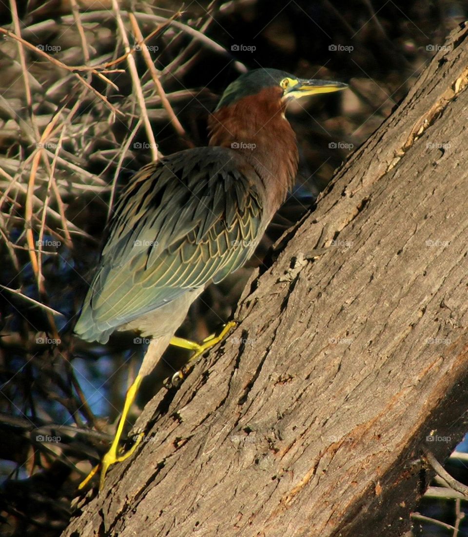 Green Heron Climbing a Tree