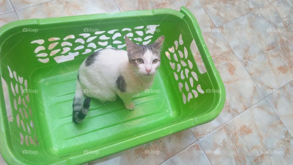 My white cat's in a green basket.