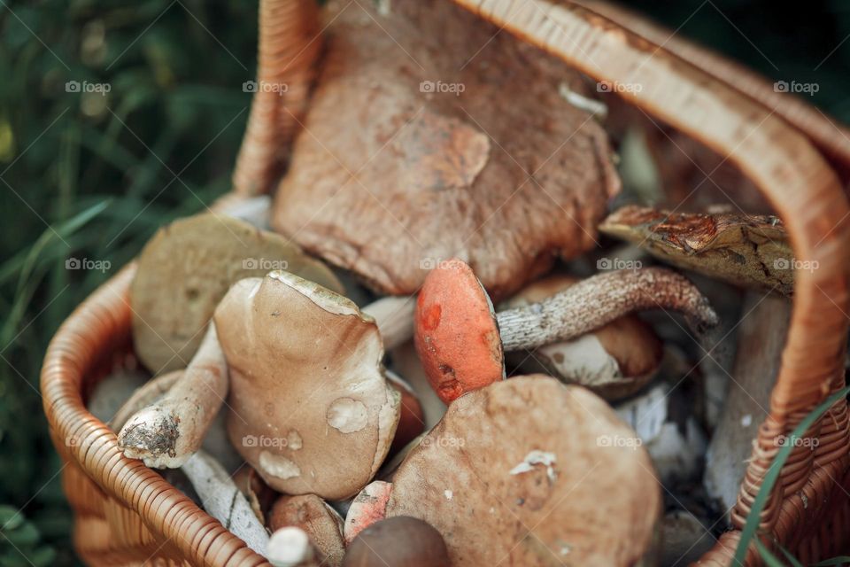 Mushrooms in basket