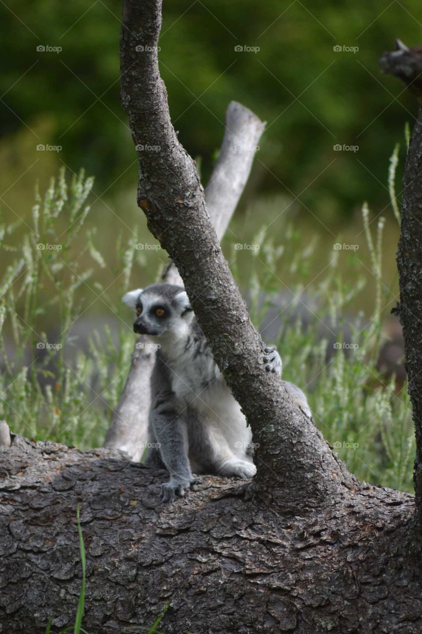 ring-tailed lemur