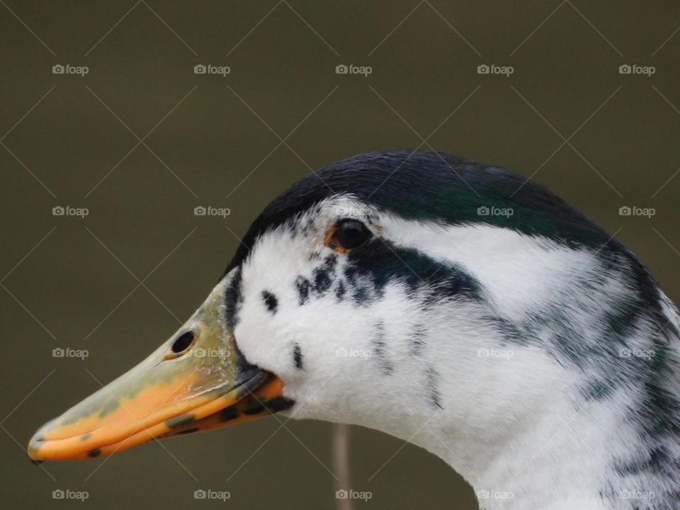 A close up of a duck