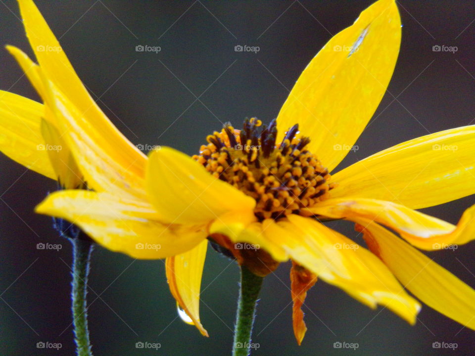 regentropfen auf einer Herbstblume
