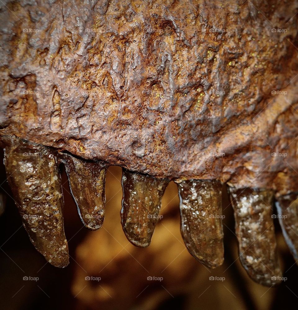 Fossilized T Rex Jaw from Canada