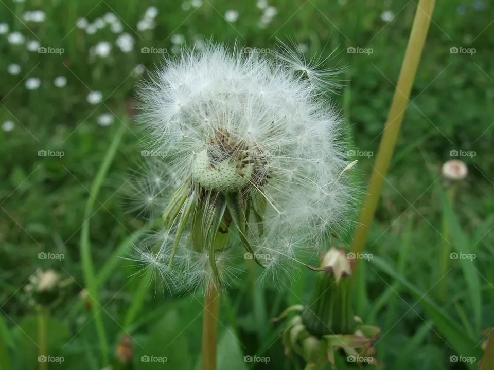 dandelion