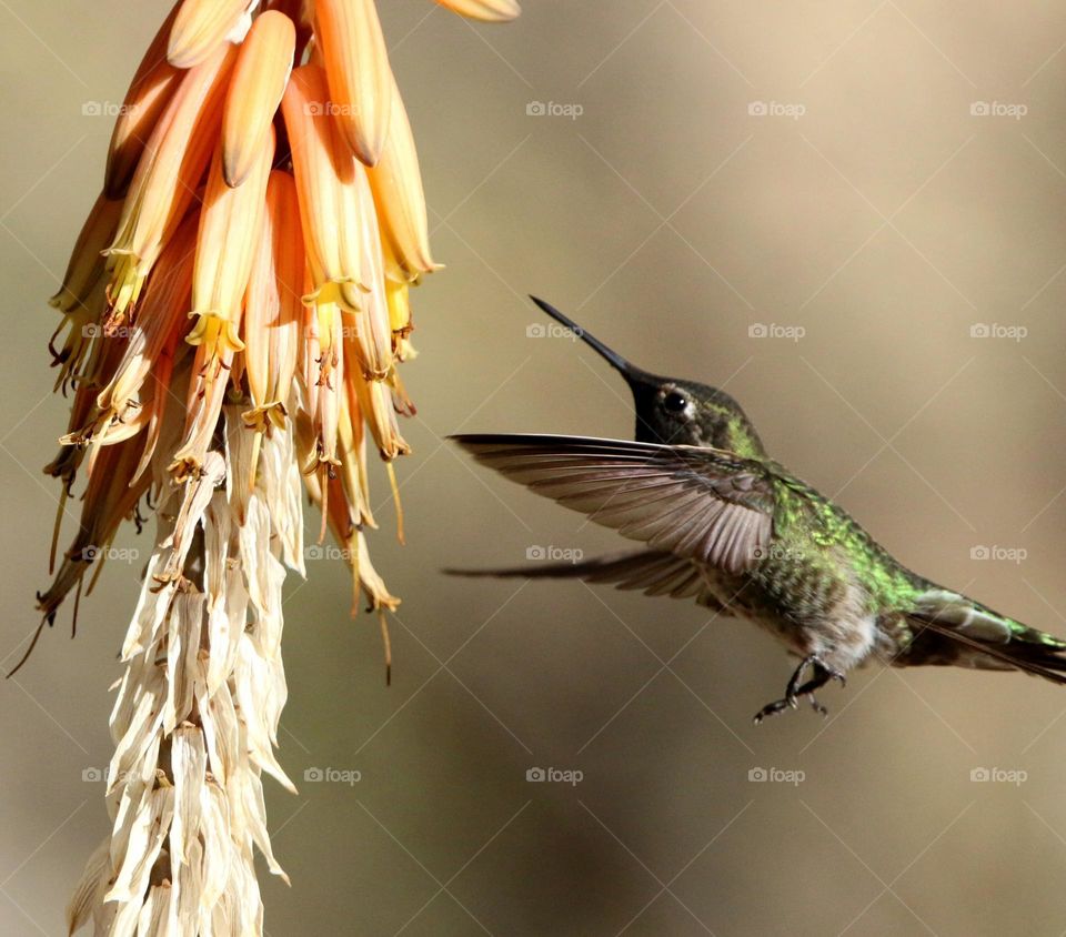 Hummingbird Flying in Early Morning