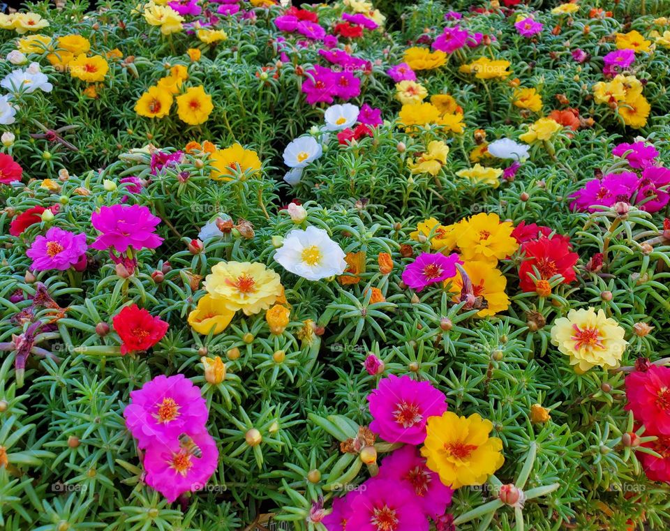 Garden of Summer Flowers