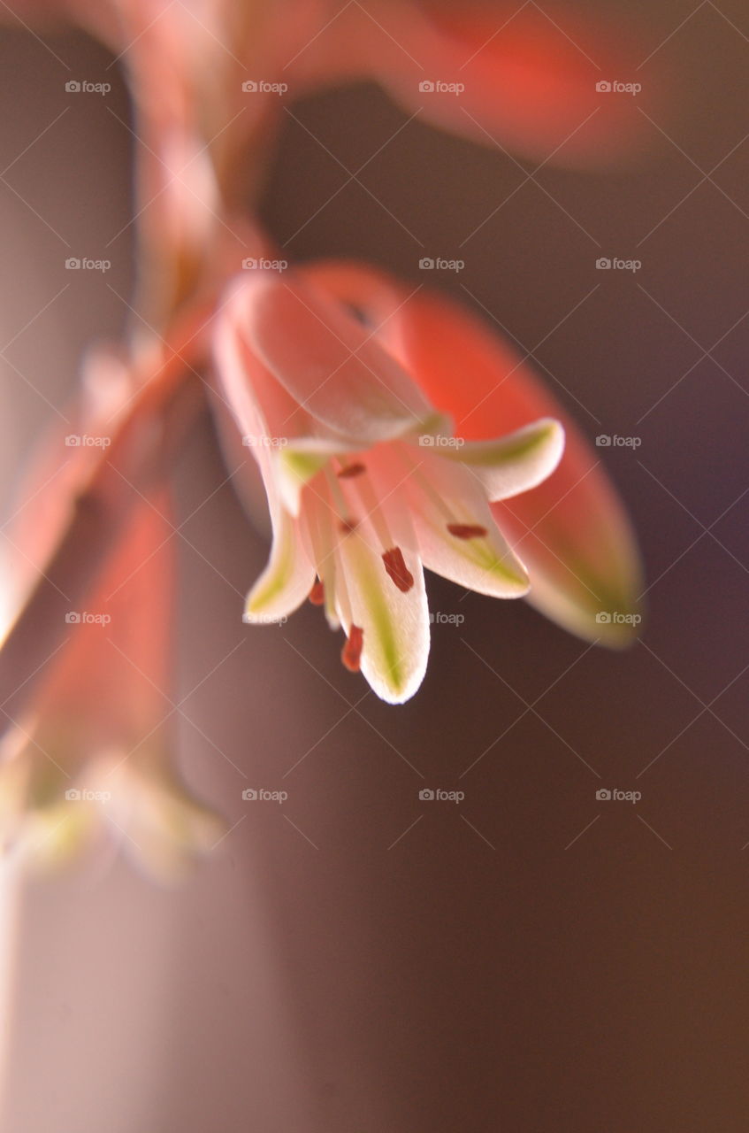 Macro photo of a bloom on an echeveria succulent 