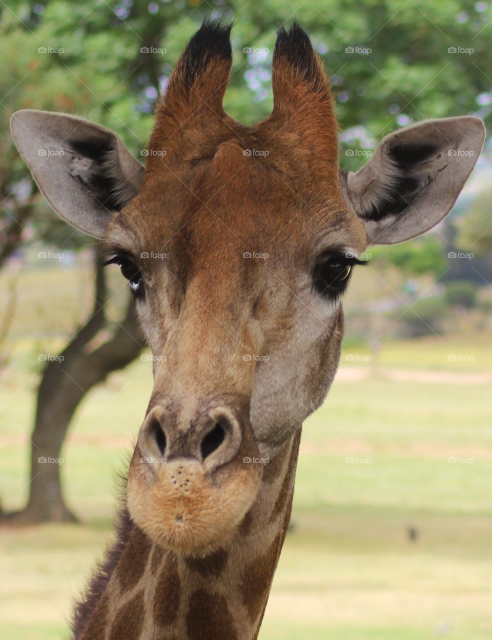 Giraffe in South Africa 